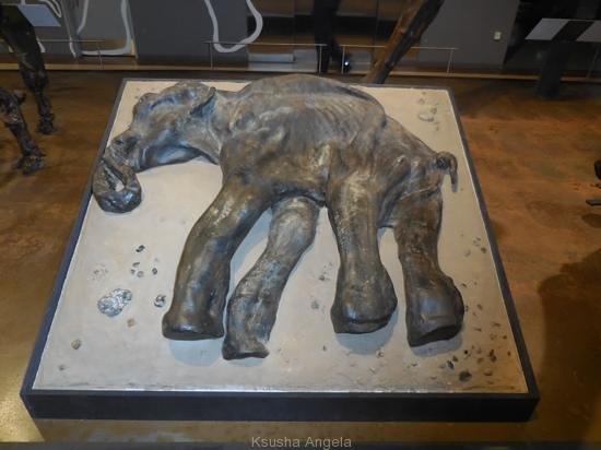 foetus-de-mammout-fossilise